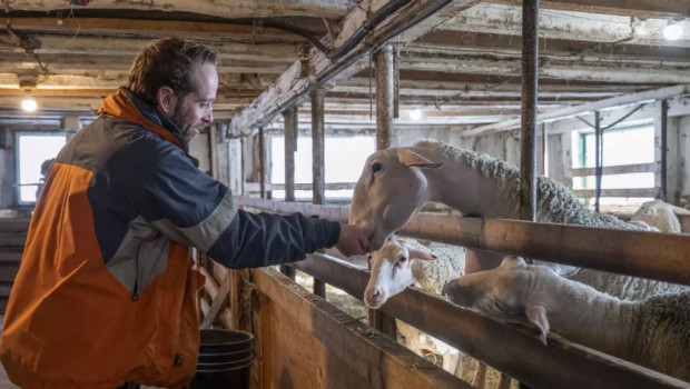 La production de lait de brebis en plein essor